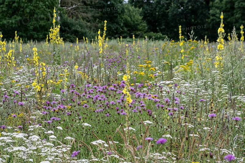 Flower meadow with large-flowered mullein (Verbascum densiflorum), Lower Saxony, Germany