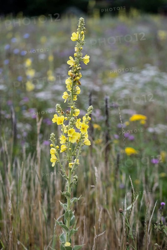 Flower meadow with large-flowered mullein (Verbascum densiflorum), Lower Saxony, Germany