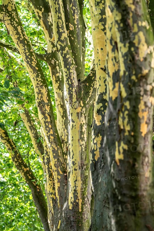 Plane trees, Platanus × acerifolia, often shed their bark in summer, the bark cannot grow with the tree if it grows well, the shed bark is replaced by new tissue, Duisburg, North Rhine-Westphalia, Germany