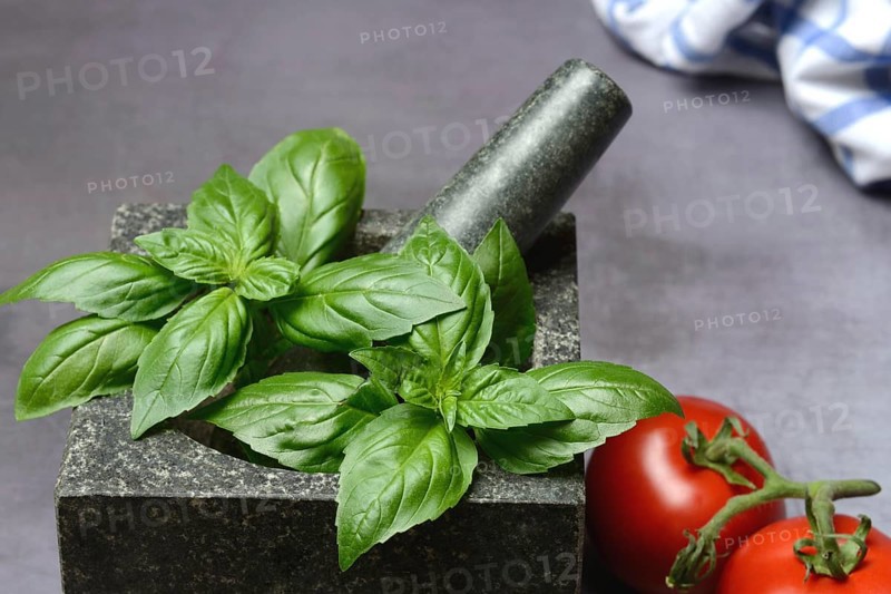 Basil in mortar and tomato, Ocimum basilicum, Solanum lycopersicum