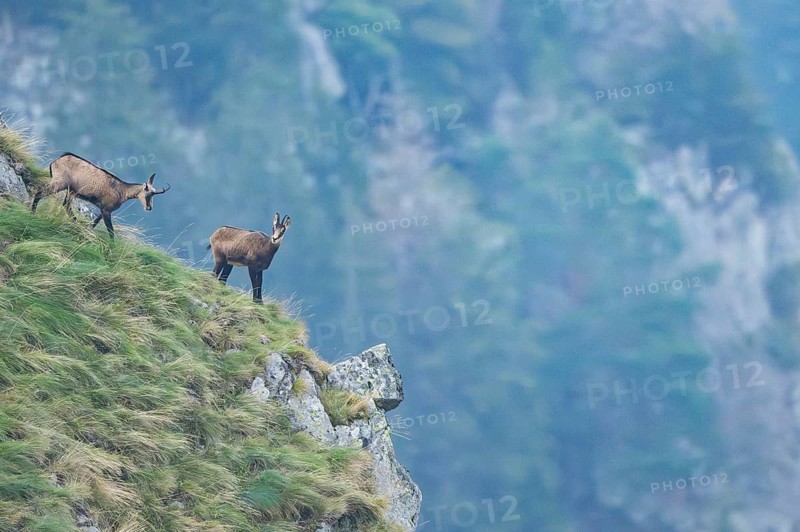 Chamois (Rupicapra rupicapra) on a mountain cliff in the Vosges Mountains, wildlife, France