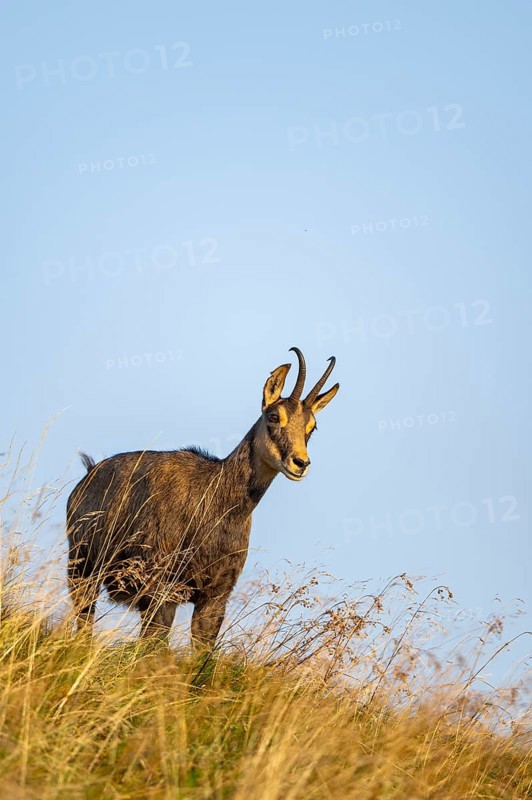 Chamois (Rupicapra rupicapra) on a meadow in the Vosges Mountains, wildlife, France