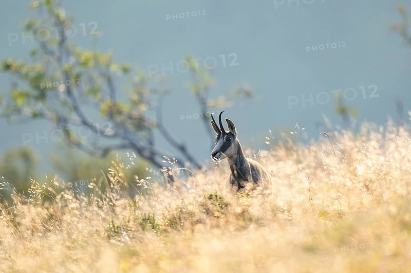Chamois (Rupicapra rupicapra) on a meadow in the Vosges Mountains, wildlife, France