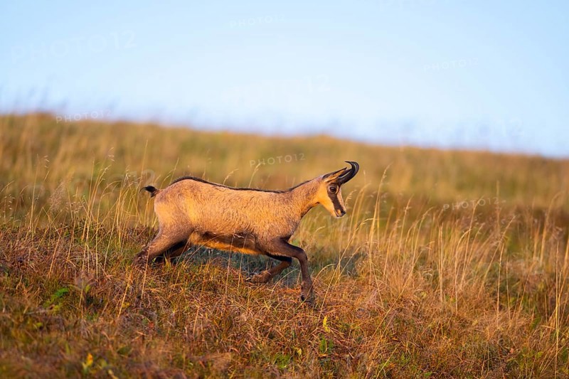 Chamois (Rupicapra rupicapra) on a meadow in the Vosges Mountains, wildlife, France