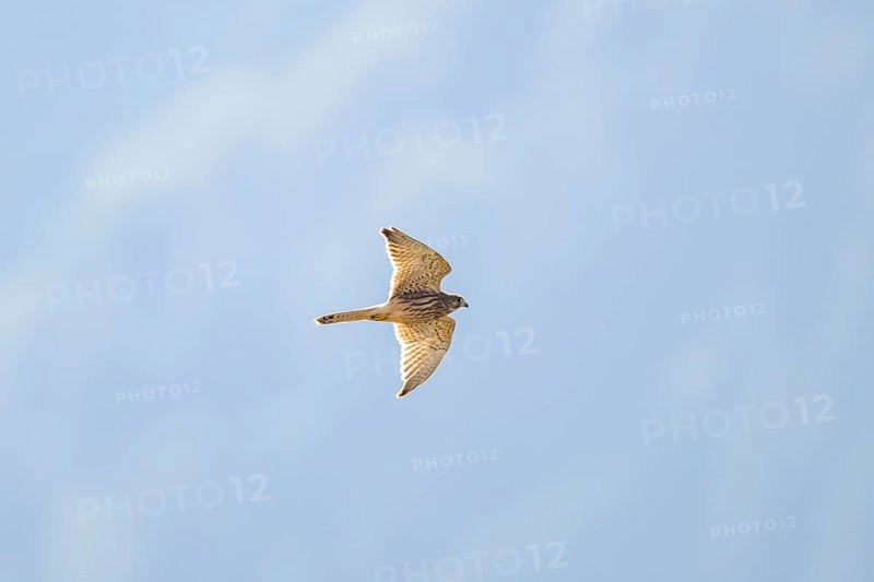 Common kestrel (Falco tinnunculus) flying in the Vosges Mountains, wildlife, France