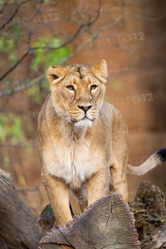 Asiatic lion (Panthera leo persica), female standing on a tree trunk, captive, habitat in India