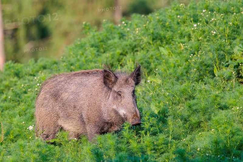 A wild boar (Sus scrofa) runs across a field of wild chamomile (Matricaria chamomilla). Bavaria, Germany