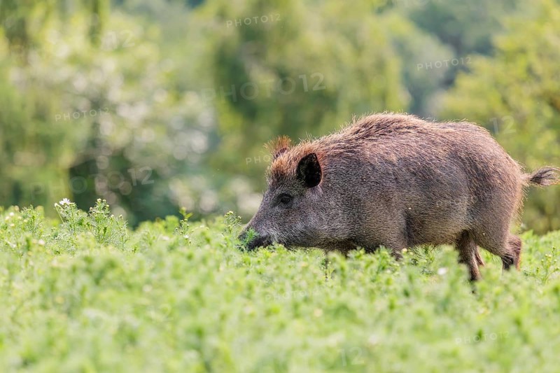 A wild boar (Sus scrofa) runs across a field of wild chamomile (Matricaria chamomilla). Bavaria, Germany