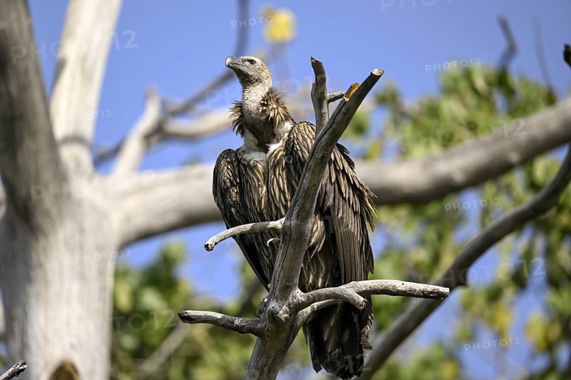 Snow Vulture or Himalayan Vulture (Gyps himalayensis), Corbett National Park, near Ramnagar, Uttarakhand State, India