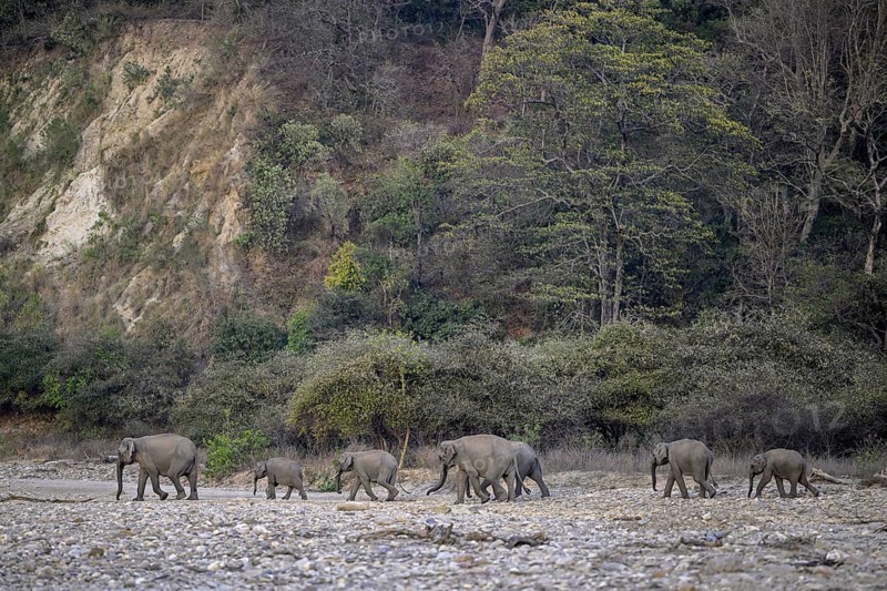 Indian elephants (Elephas maximus indicus), Corbett National Park, near Ramnagar, Uttarakhand State, India