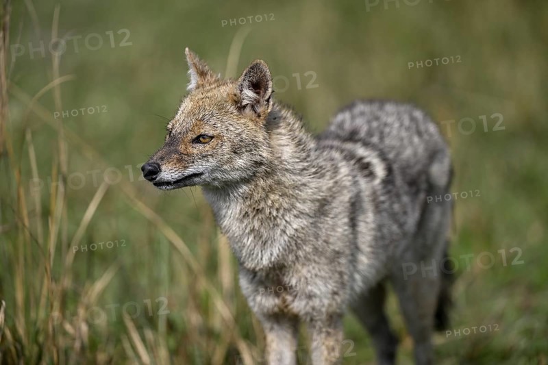 Indian jackal (Canis aureus indicus), Corbett National Park, near Ramnagar, Uttarakhand State, India