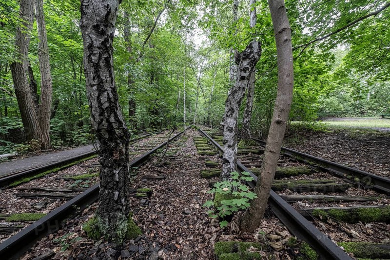 Renaturalisation in the Schöneberger Südgelände nature park, birch trees (Betula pendula) between old railway tracks, Berlin, Germany