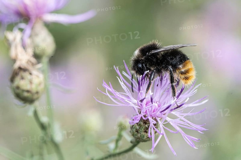 Stone bumblebee (Bombus lapidarius), Berlin, Germany
