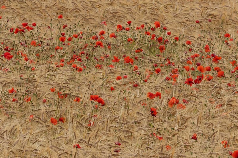 Common field poppy (Papaver rhoeas) flowers in a ripe farmland barley crop in summer, England, United Kingdom