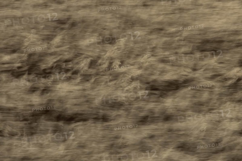 Common reed (Phragmites australis) reeds in a reedbed blowing in the wind abstract image, England, United Kingdom