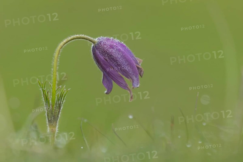Pasqueflower (Pulsatilla vulgaris) purple flower in grassland in spring, England, United Kingdom