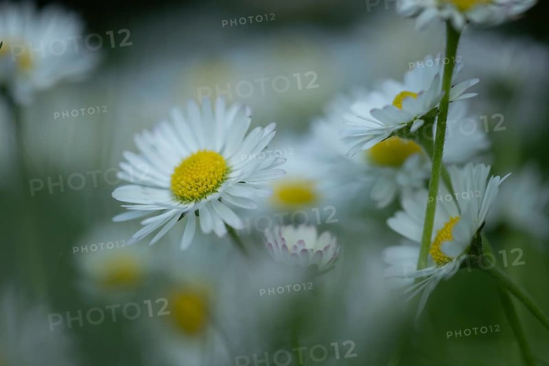 Daisy (Bellis perennis) flower, England, United Kingdom