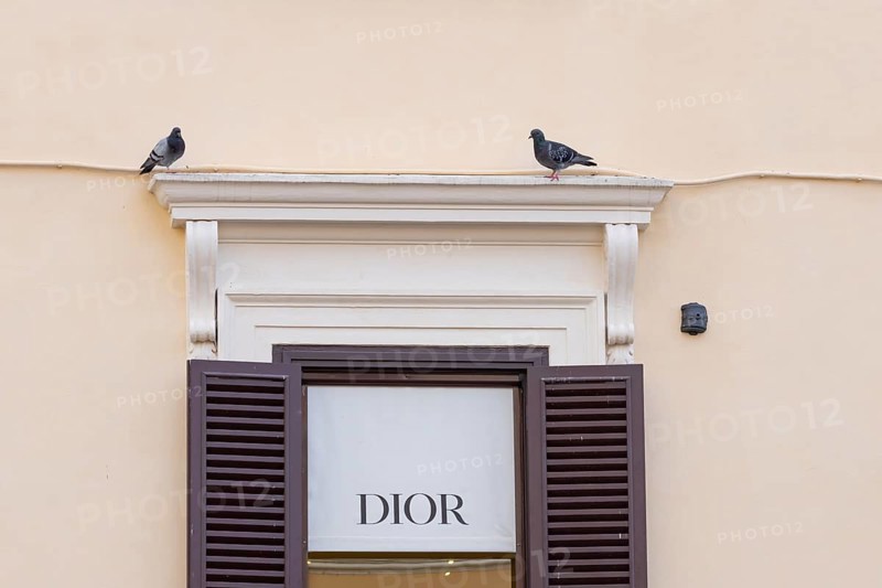 Feral pigeon (Columba livia domestica) two adult birds on an urban city building, Rome, Italy