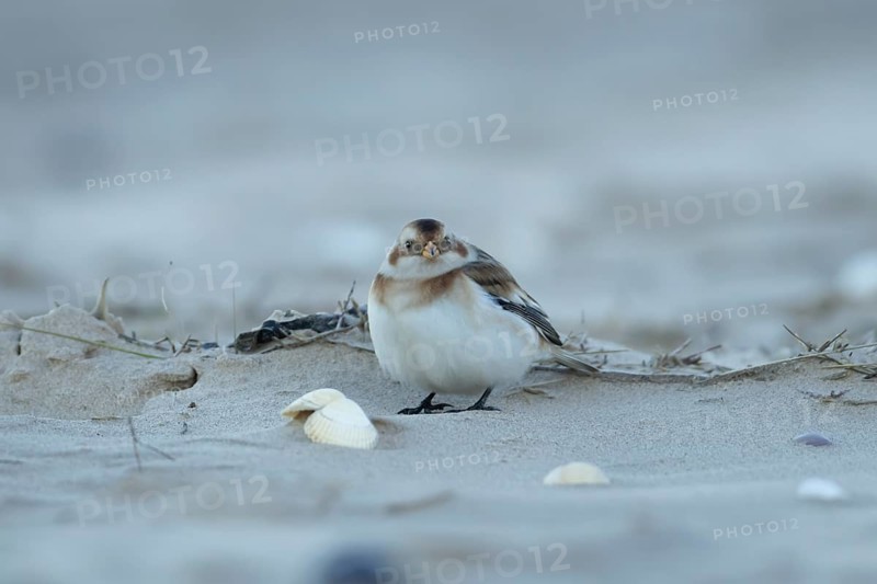 Snow bunting (Plectrophenax nivalis) adult bird on a sandy beach in winter, England, United Kingdom