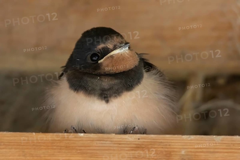 Barn swallow (Hirundo rustica) juvenile young baby bird on a wooden beam, England, United Kingdom
