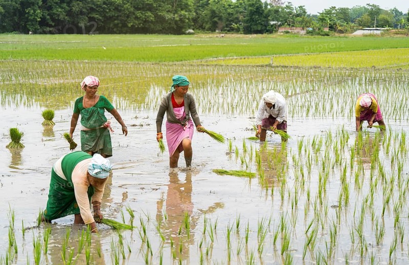 BAKSA, INDIA- JULY 12: Tribal women transplant rice seedlings in a waterlogged paddy field in Baksa, India on July 12, 2025