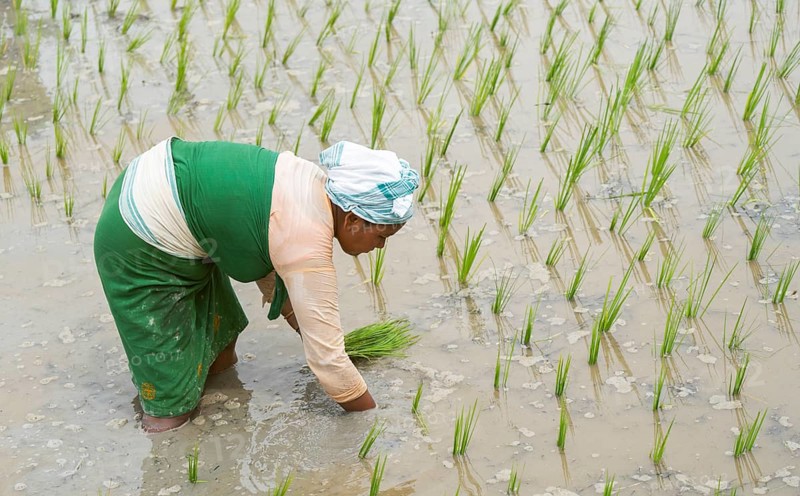 BAKSA, INDIA- JULY 12: A tribal woman transplant rice seedlings in a waterlogged paddy field in Baksa, India on July 12, 2025