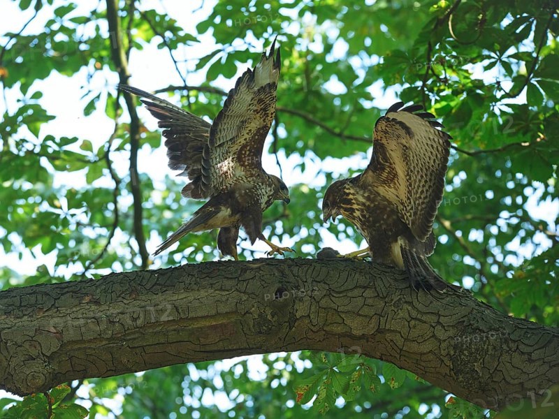 Passing food from adult bird to young bird on a branch, Berlin, Germany
