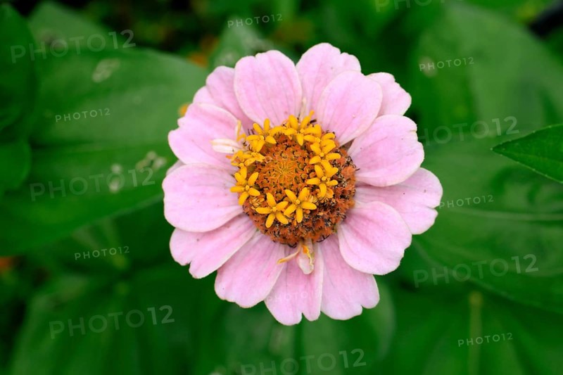 Zinnia (Zinnia elegans), flower, flowering, Germany