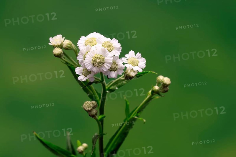 Marsh yarrow (Achillea ptarmica), flowering, flowers, Ellerstadt, Germany