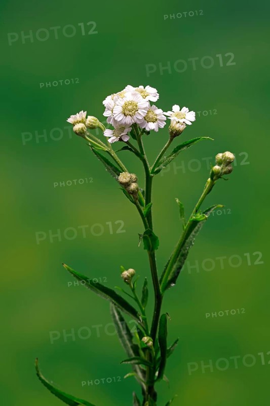 Marsh yarrow (Achillea ptarmica), flowering, flowers, Ellerstadt, Germany