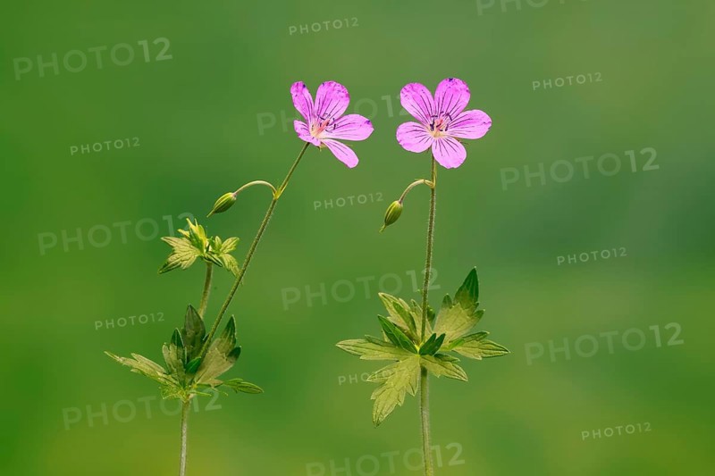 Cranesbill (Geranium cinereum), flowering, flowers, perennial plant, perennial, Ellerstadt, Germany