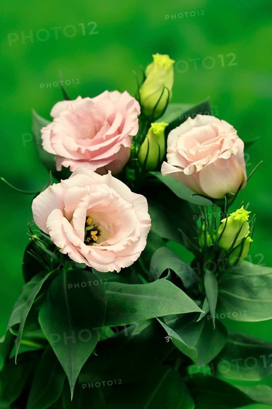 Prairie gentian, Lisianthius, Eustoma, flowering, Germany