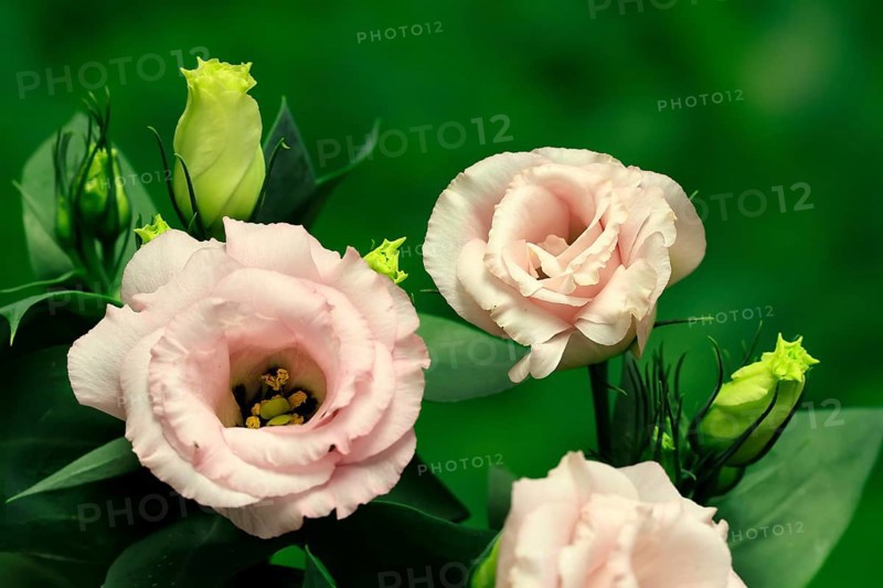 Prairie gentian, Lisianthius, Eustoma, flowering, Germany
