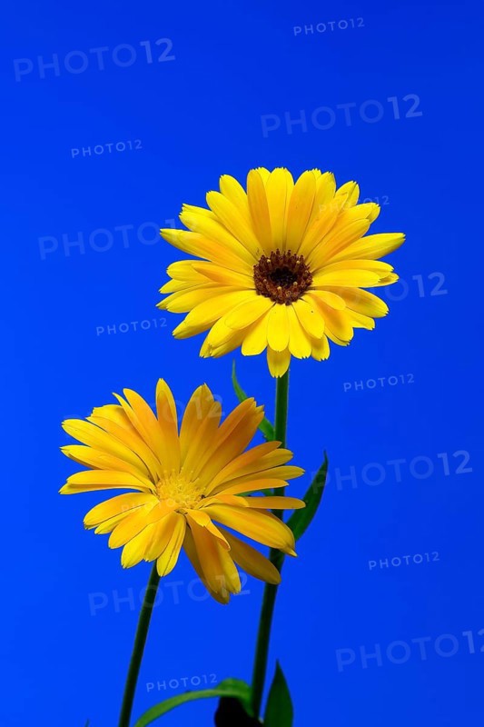 Marigold (Calendula officinalis), flower, flowering, medicinal plant, Ellerstadt, Germany