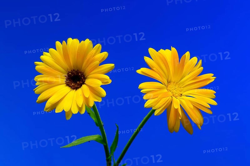 Marigold (Calendula officinalis), flower, flowering, medicinal plant, Ellerstadt, Germany