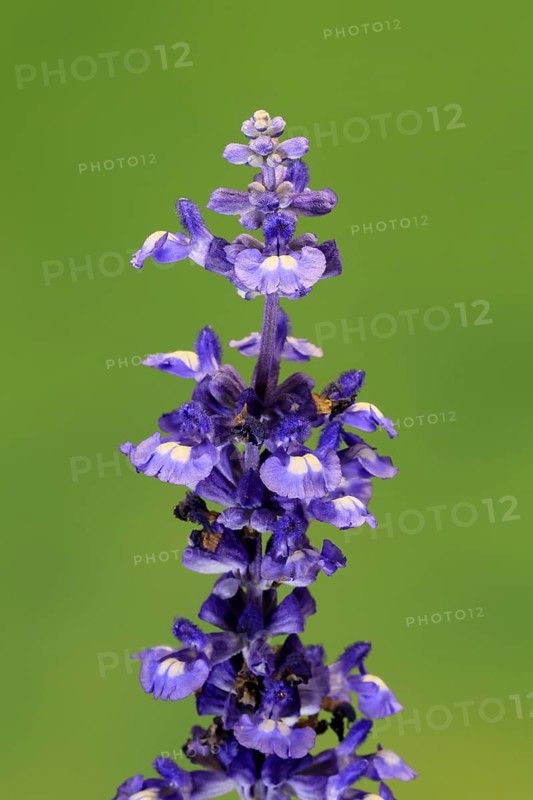 Mealycup sage (Salvia farinacea), flowering, flower, Ellerstadt, Germany