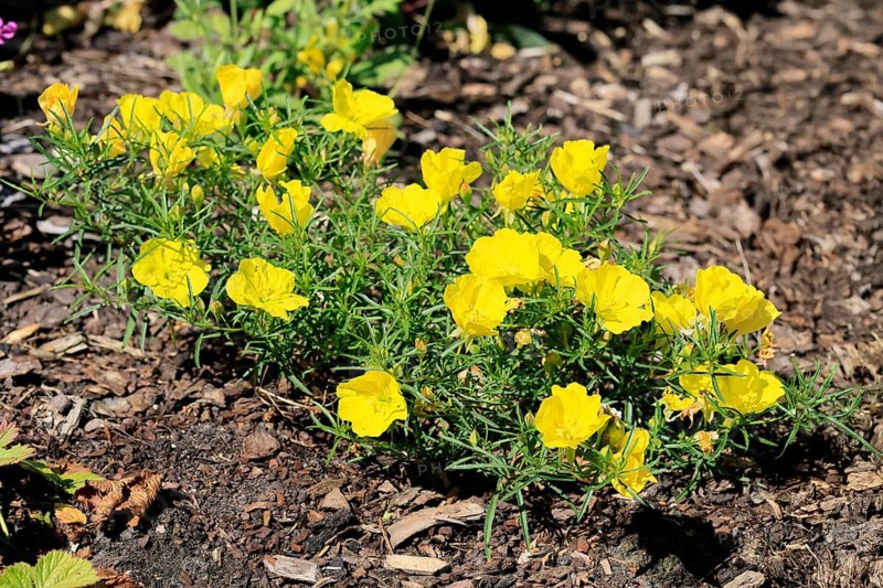 Oenothera hartwegii, evening primrose, flowering, flower, Ellerstadt, Germany