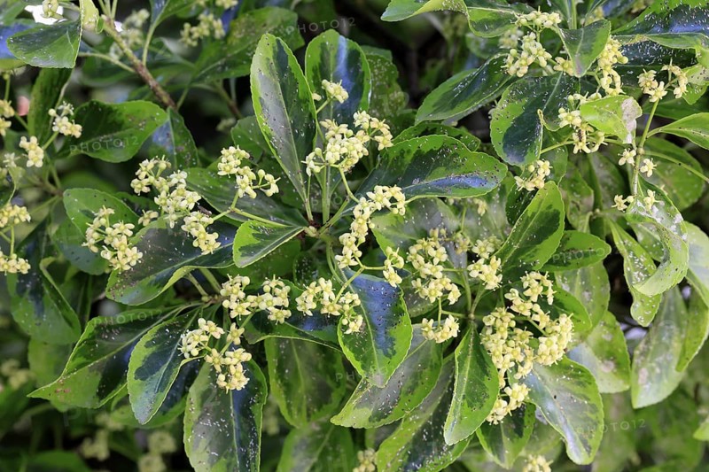 Euonymus japonicus (Euonymus japonicus), flowering, Germany