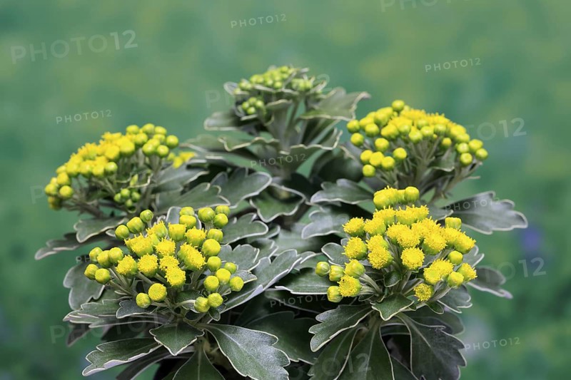Gold-and-silver chrysanthemum (Chrysanthemum pacificum), flowering, Germany