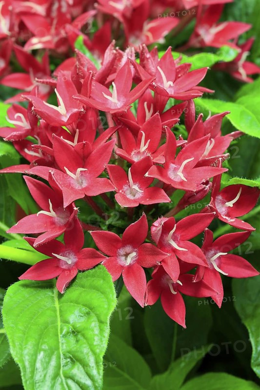 Pentas lanceolata, flowering, Germany