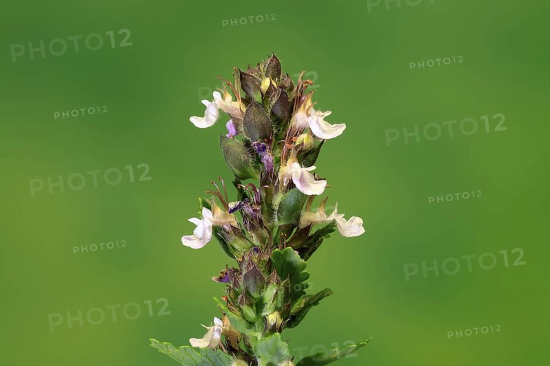 Edel-Gamander (Teucrium chamaedrys), flowering, Germany
