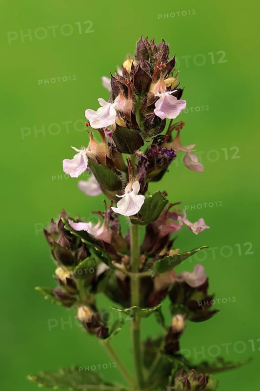 Edel-Gamander (Teucrium chamaedrys), flowering, Germany