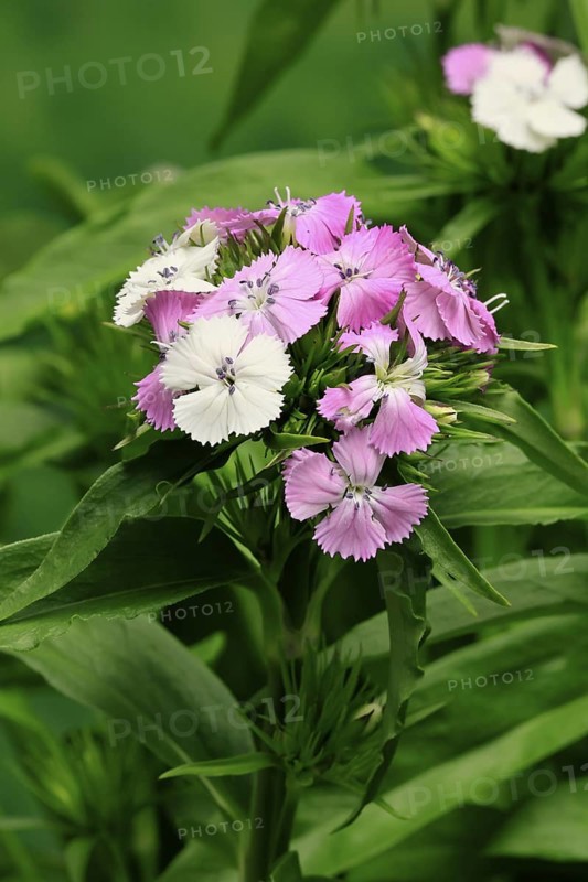 Bearded carnation (Dianthus barbatus), flowering, Germany