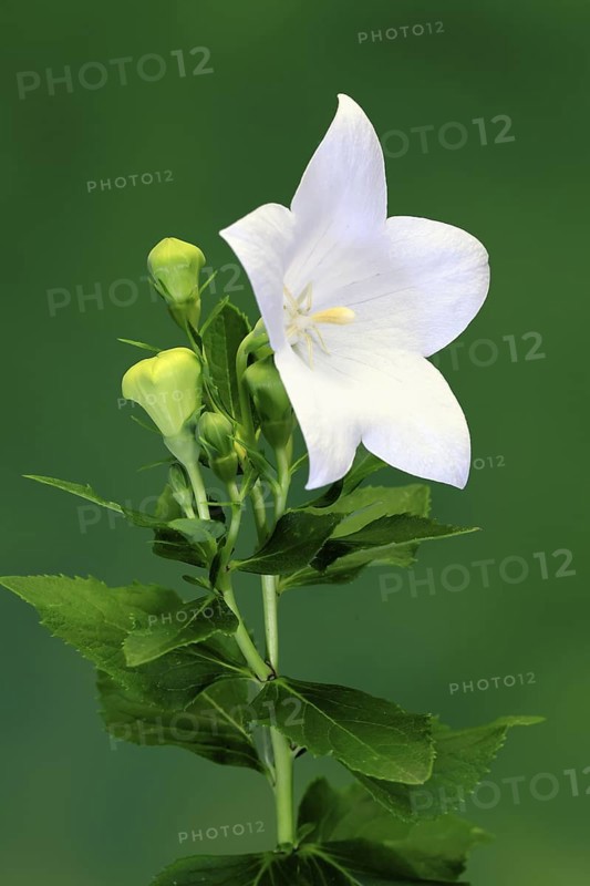 Balloon flower (Platycodon grandiflorus), flowering, Germany