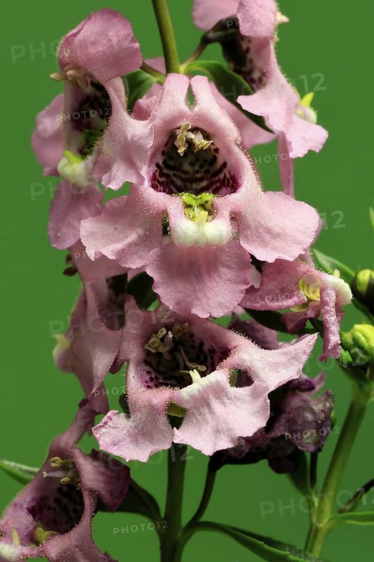 Angelonia (Angelonia angustifolia), flowering, Germany