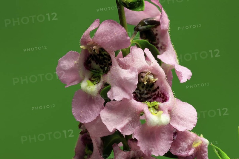 Angelonia (Angelonia angustifolia), flowering, Germany