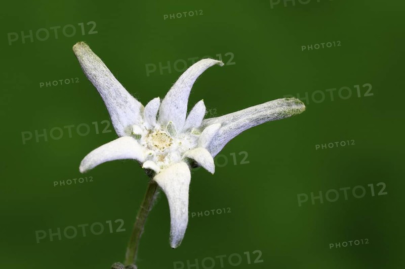 Alpine edelweiss (Leontopodium alpinum), Leontopodium nivale subsp. alpinum), flowering, Germany