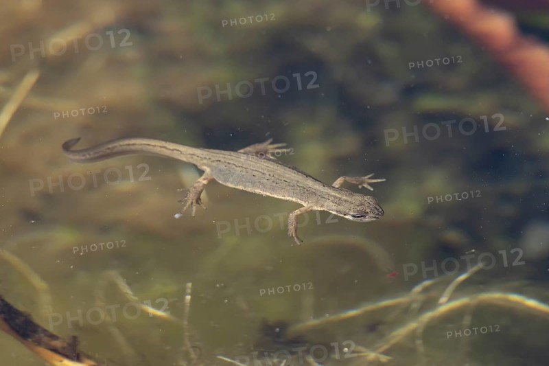 Smooth or Common newt (Lissotriton vulgaris) adult amphibian swimming in a pond, England, United Kingdom
