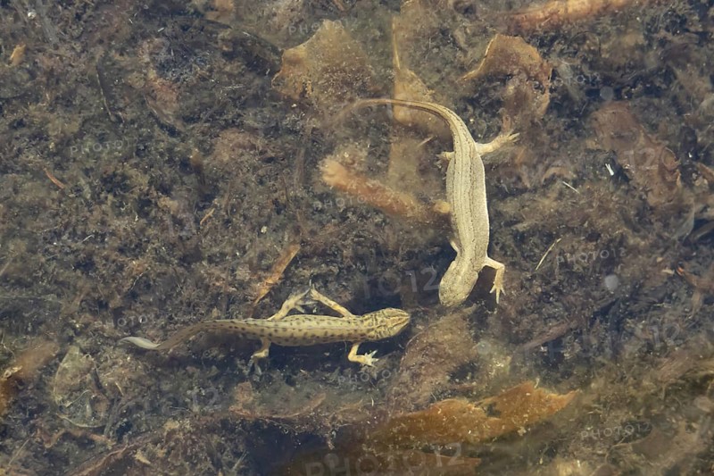 Smooth or Common newt (Lissotriton vulgaris) adult male and female amphibians in a pond, England, United Kingdom