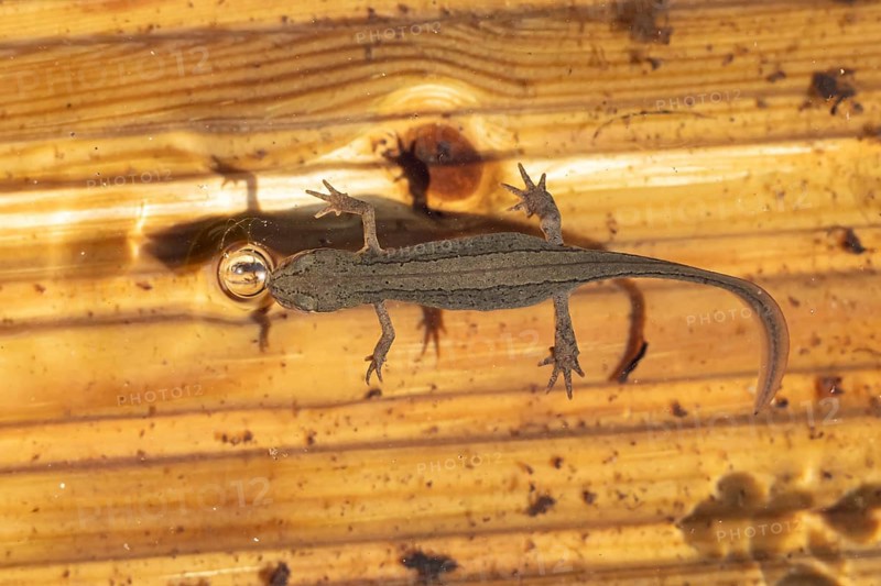 Smooth or Common newt (Lissotriton vulgaris) adult amphibian coming up to breath air from the water surface of a pond, England, United Kingdom